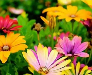 Flower garden
